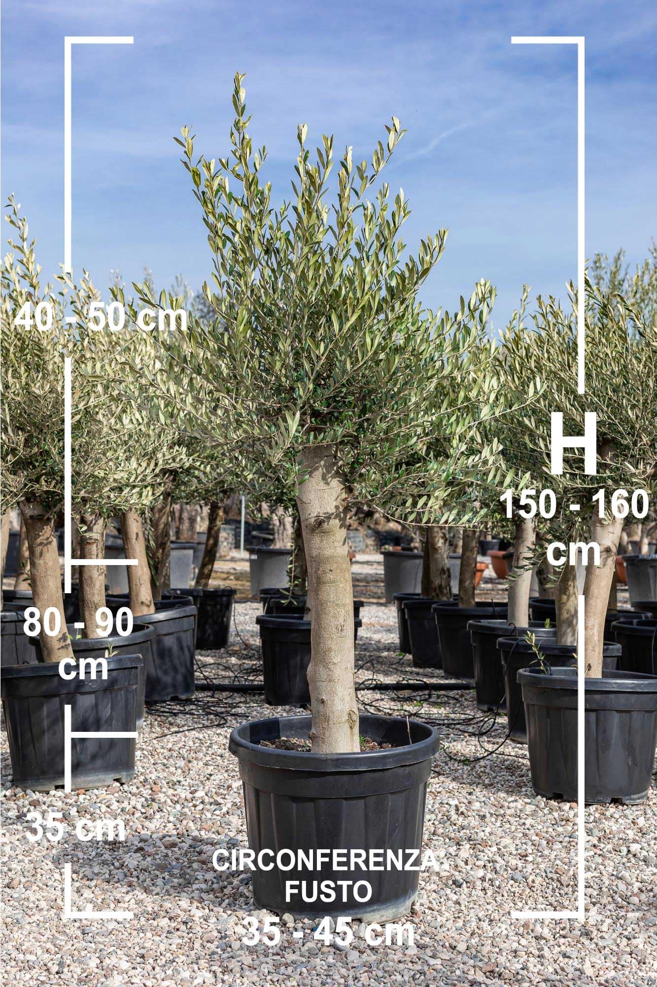 Oliivipuu / õlipuu tüvel, kõrgus 150-170cm / tüvi C 30-40cm