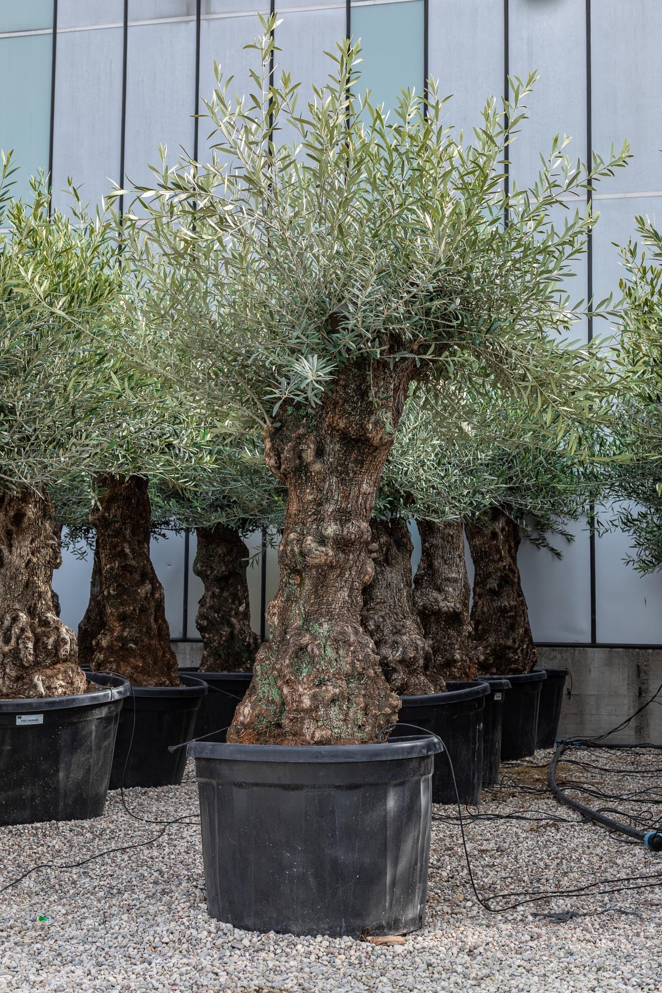 Bonsai oliivipuu / õlipuu lai tüvi, kõrgus 240-250cm