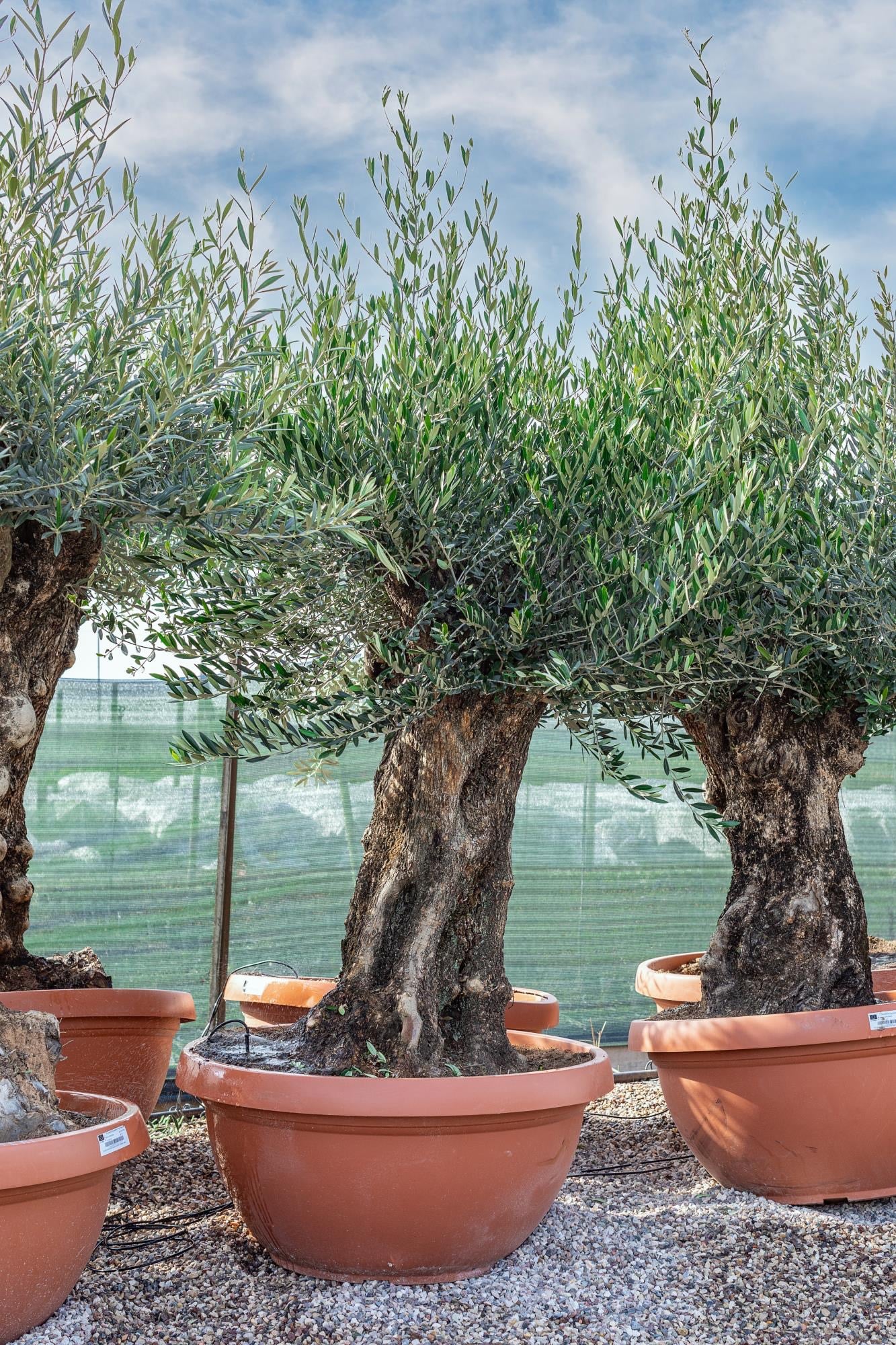 Bonsai oliivipuu / õlipuu lai tüvi, kõrgus 200-220cm