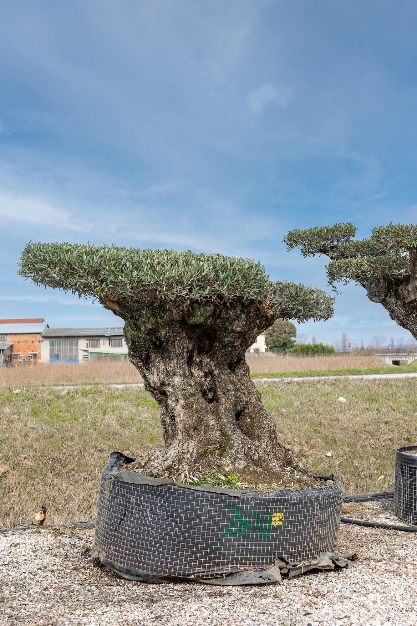 Bonsai oliivipuu / õlipuu lai tüvi, kõrgus 220-250cm