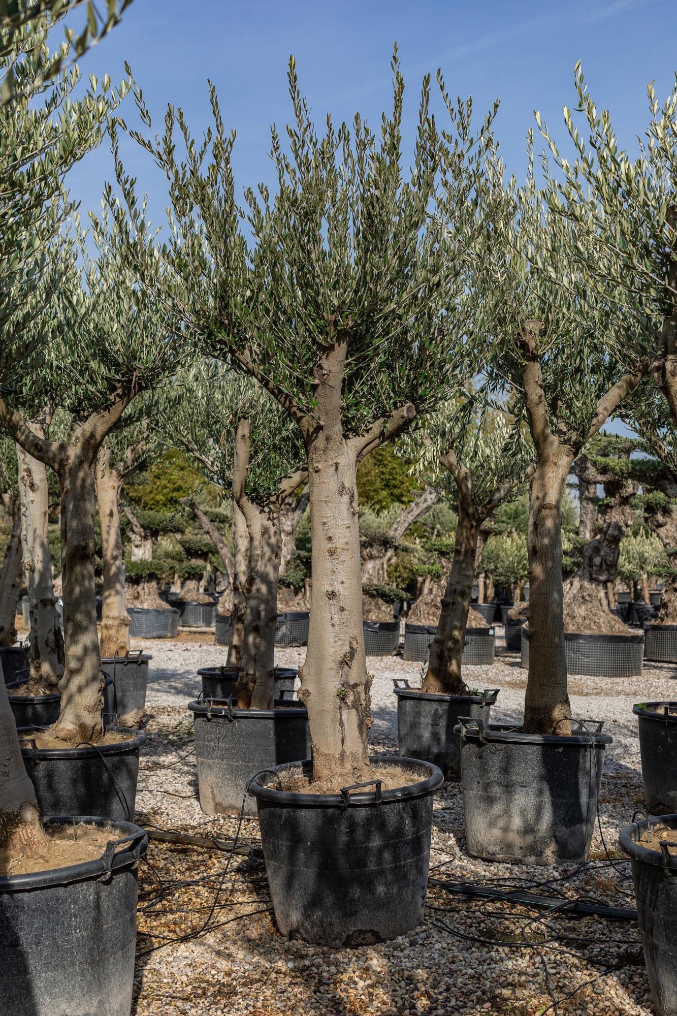 Oliivipuu / õlipuu kõrgus 230-250cm