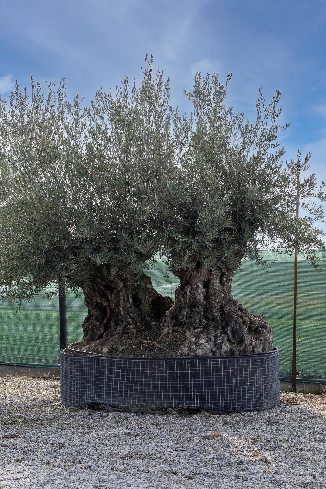 Bonsai oliivipuu / õlipuu doube lai tüvi, kõrgus 235-240cm