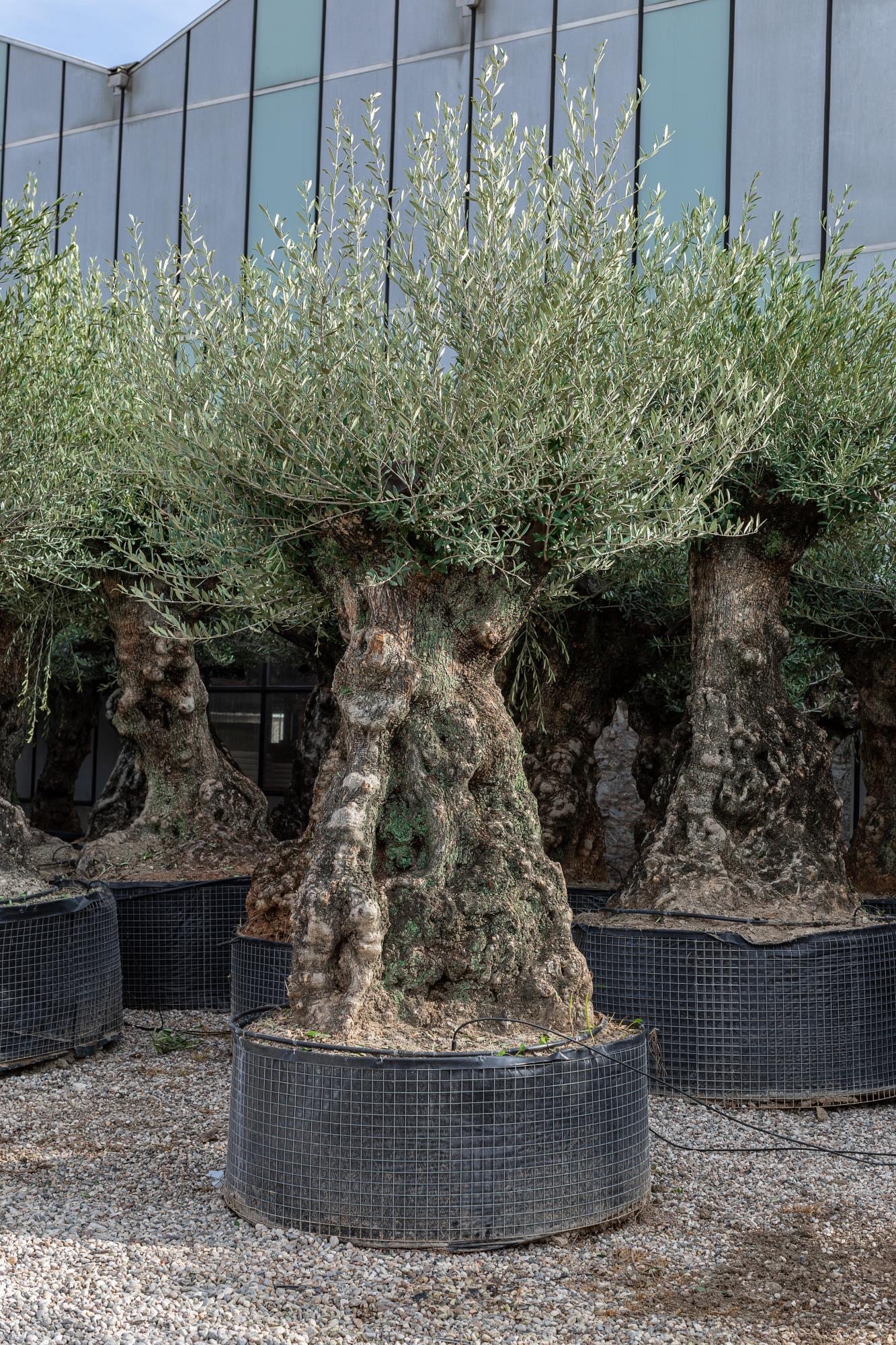 Bonsai oliivipuu / õlipuu lai tüvi, kõrgus 250-270cm